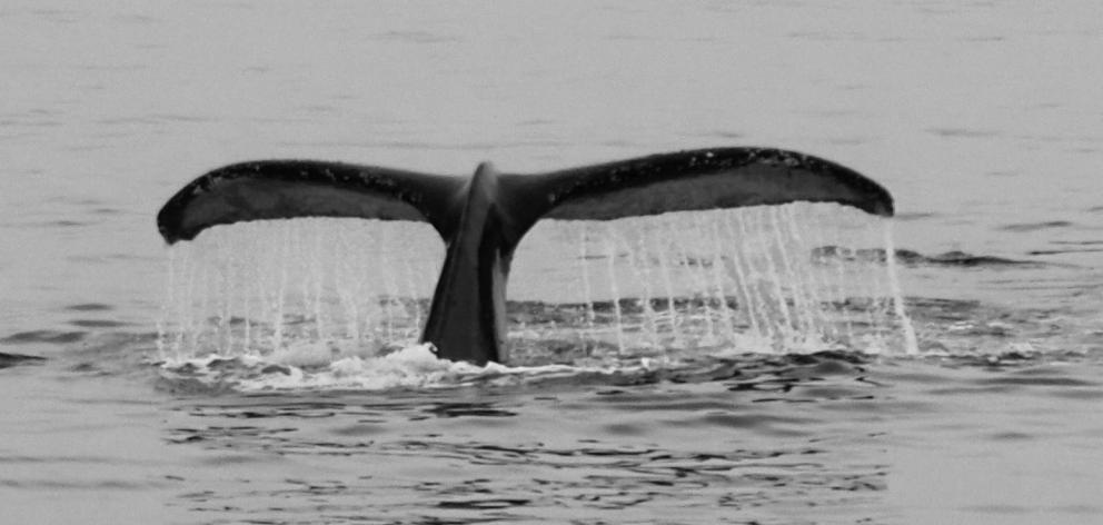 A humpback whale shows its flukes, saying hello.