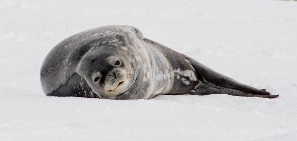 A sea lion takes a siesta in the Antarctic sun.