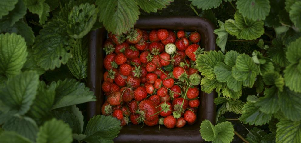 Strawberries in a basket. Photo: Getty Images