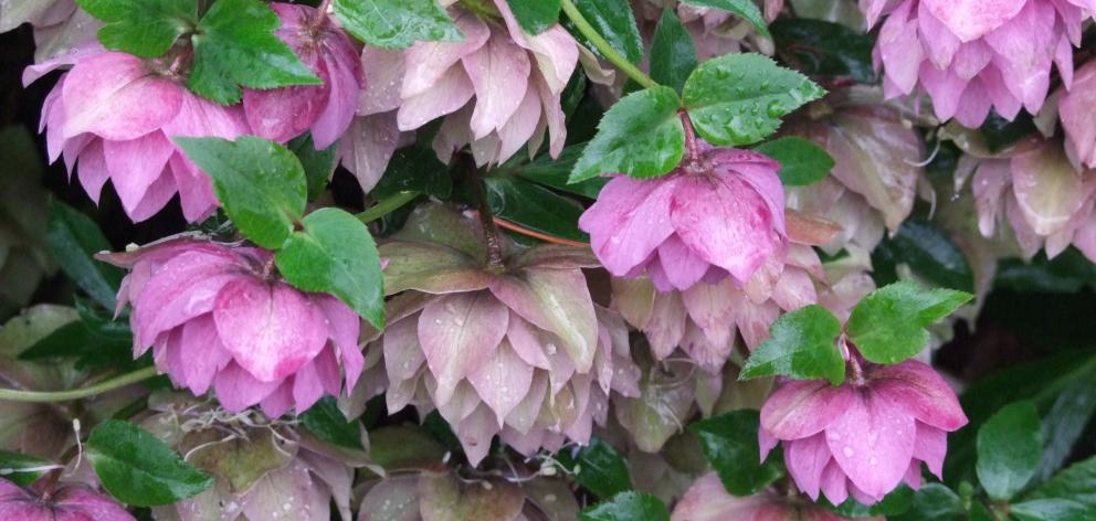 Double hellebores are the most popular. PHOTOS: GILLIAN VINE