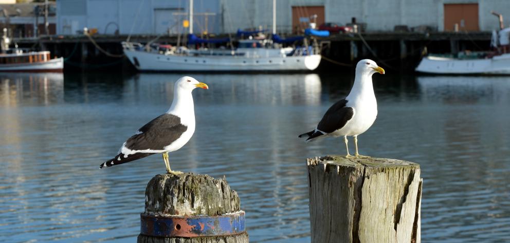 The DCC’s plan to reduce black-backed gull numbers relies on dispersal techniques and...