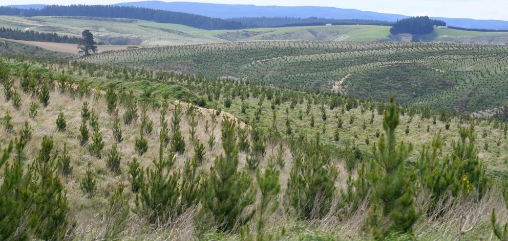 Pine trees in South Otago. PHOTO: STEPHEN JAQUIERY
