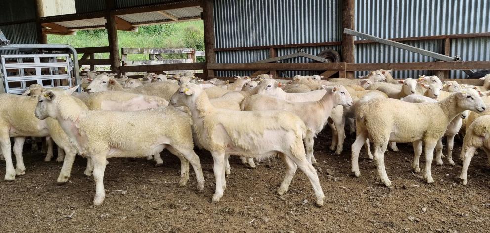 New Zealand Nudies lambs shed fluff at Wairarapa hill country sheep and beef farm Wairere at...