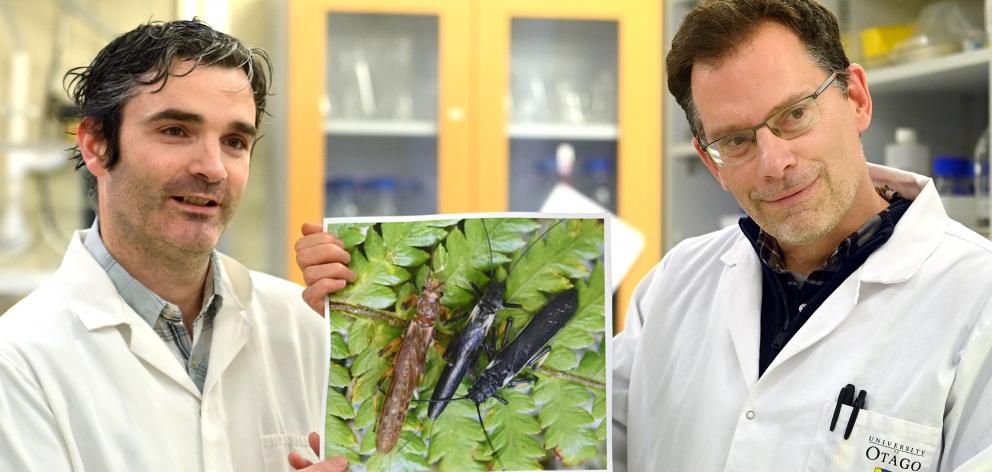 Otago zoology researchers Dr Graham McCulloch (left) and Prof Jon Waters hold a picture of a non...