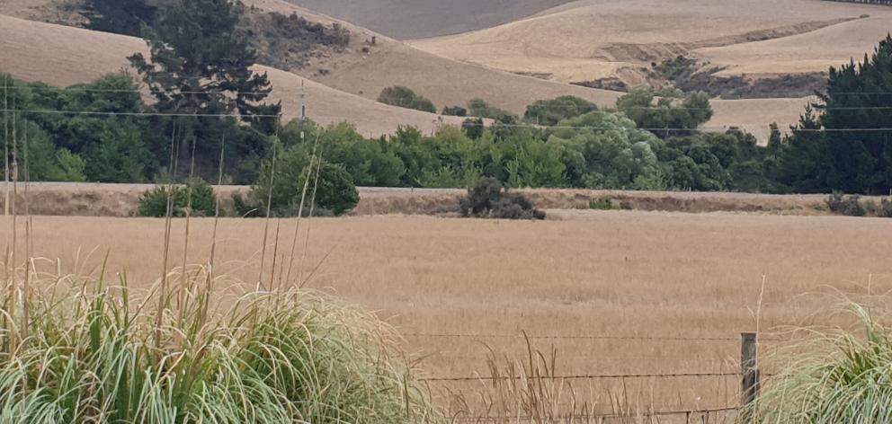 Drought has been declared in North Canterbury again. Photo: Robyn Bristow