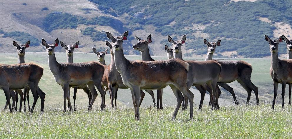 Farmgate prices are holding up better for venison than for most other forms of protein. PHOTO:...