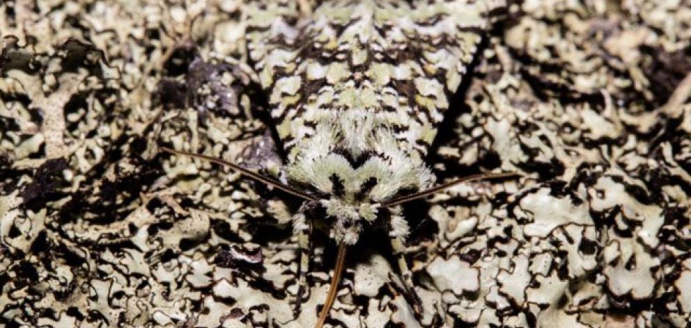The exquisite olearia owlet (Meterana exquisita) camouflaged among 
the lichen. PHOTO: CAREY KNOX