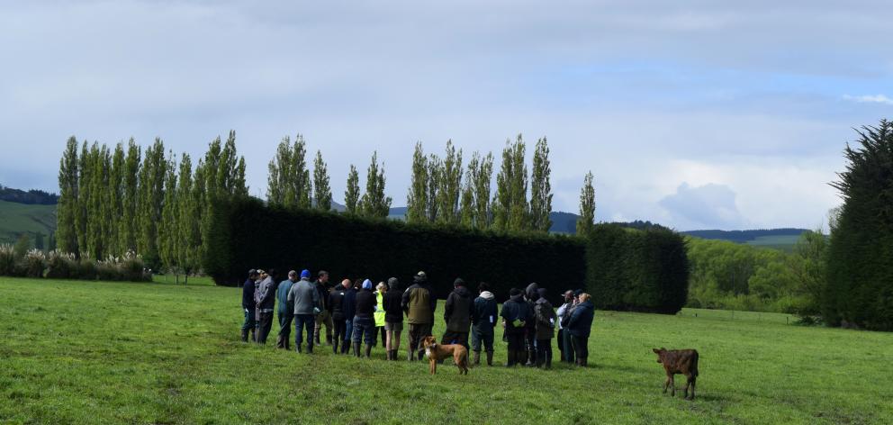 A calf inspects a group at a DairyNZ pasture skills day on the Manuka Creek dairy farm in Charlton.