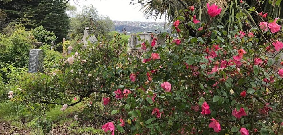 Old shrub rose ‘Mutabilis’ in the Northern Cemetery.
