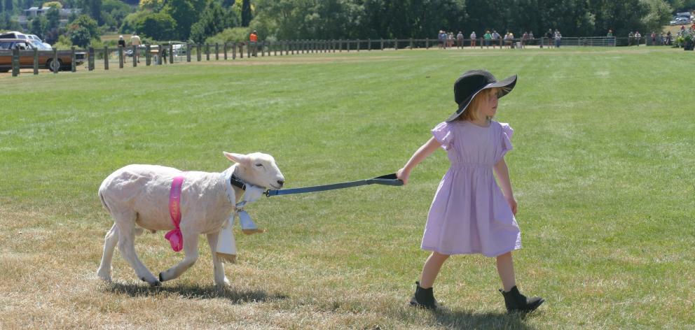 Penny Little leads her champion pet lamb, Buddy, around the ring during last year’s A&P Show....