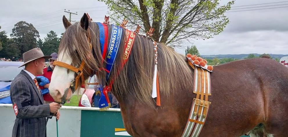 West Eyreton Clydesdale breeder Alan Vliet Vlieland with 5-year-old stallion Goldenlane George,...