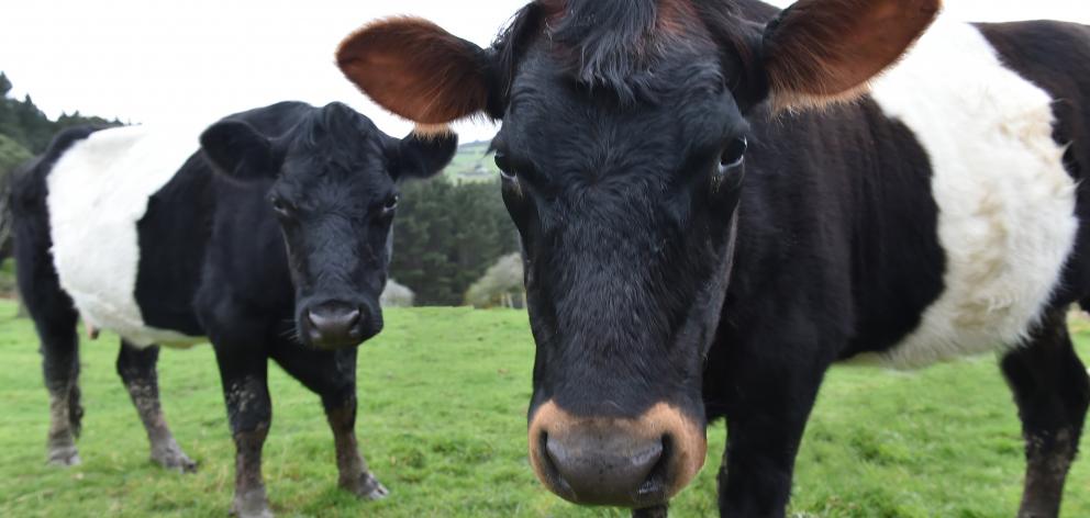 The beef sector is concerned with tariffs and strength of the New Zealand dollar. Photo: Gregor...