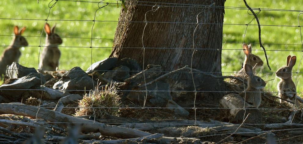 Rabbits on a tree line near Waihola. PHOTO: STEPHEN JAQUIERY