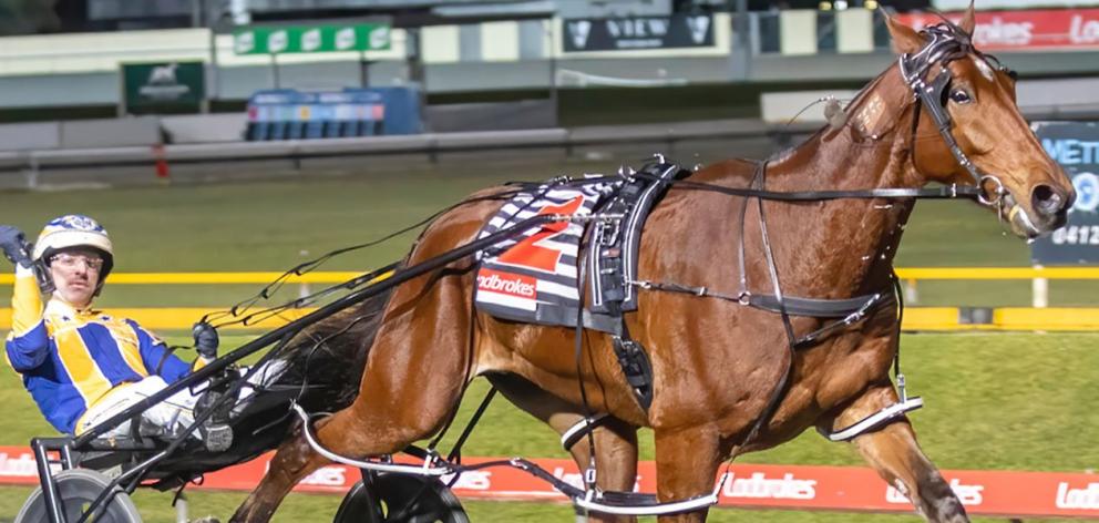 Swayzee looks to be in with a royal show of winning the New Zealand Cup for his Australian...