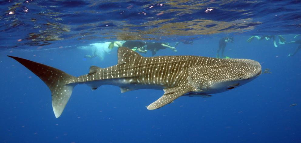 Taking the plunge with Exmouth Dive and Whale Sharks Ningaloo. PHOTO: EXMOUTH DIVE AND WHALESHARKS