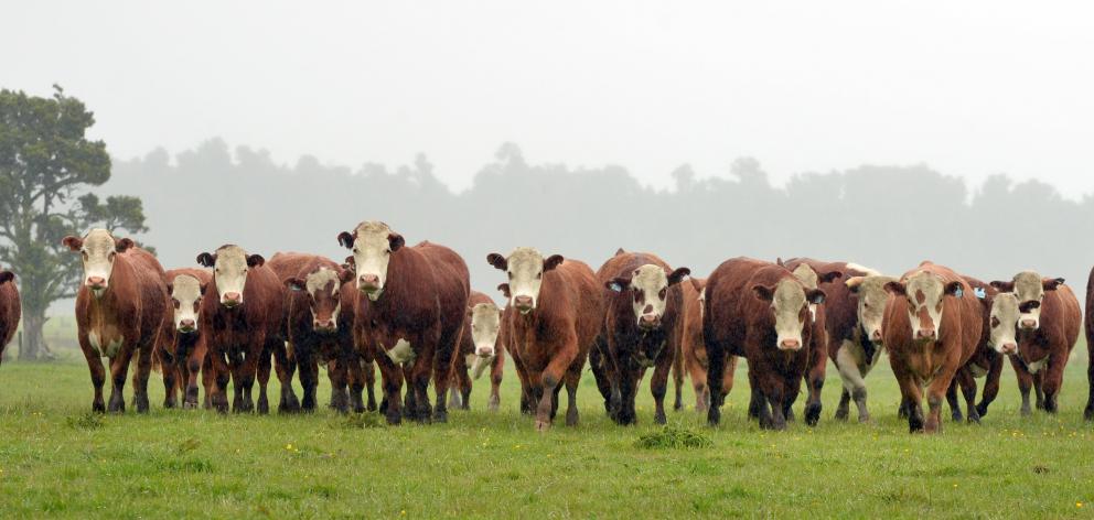Beef cattle graze beside Nolan Rd  in Okura in South Westland. Photo: Stephen Jaquiery.