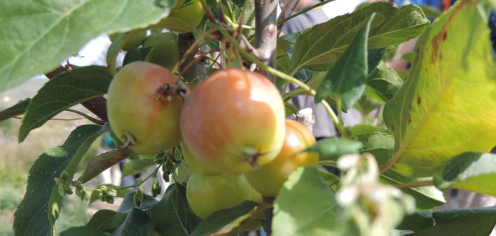 Tasman was New Zealand's second largest apple producer behind Hawke's Bay. Photo: Charmian Smith