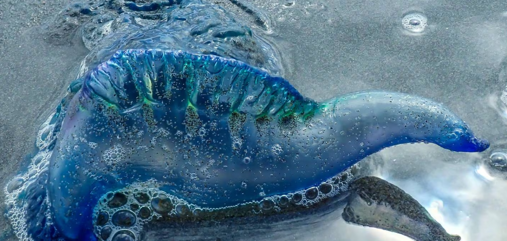 Bluebottle jellyfish are common in the summer months. Photo: NZ Herald