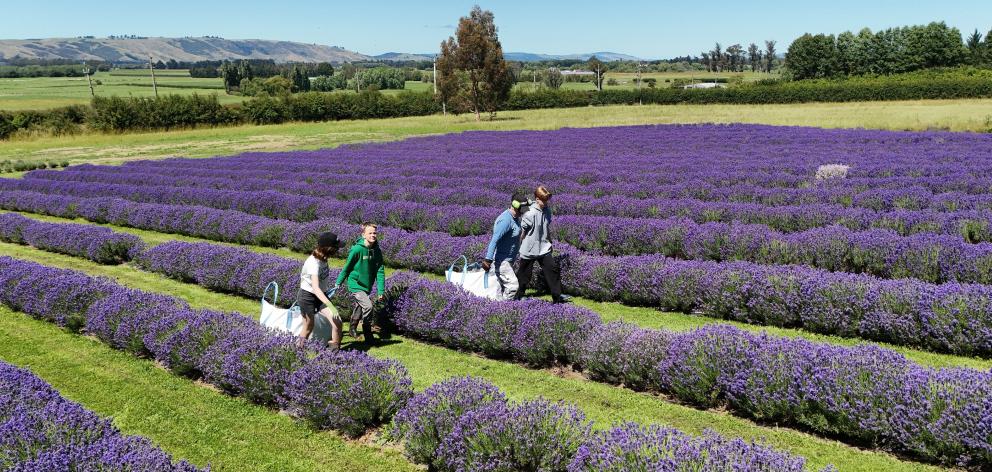 Lavender Row’s Paula Cosgrove is out in the fields with her children (from left) Evelyn, 13,...