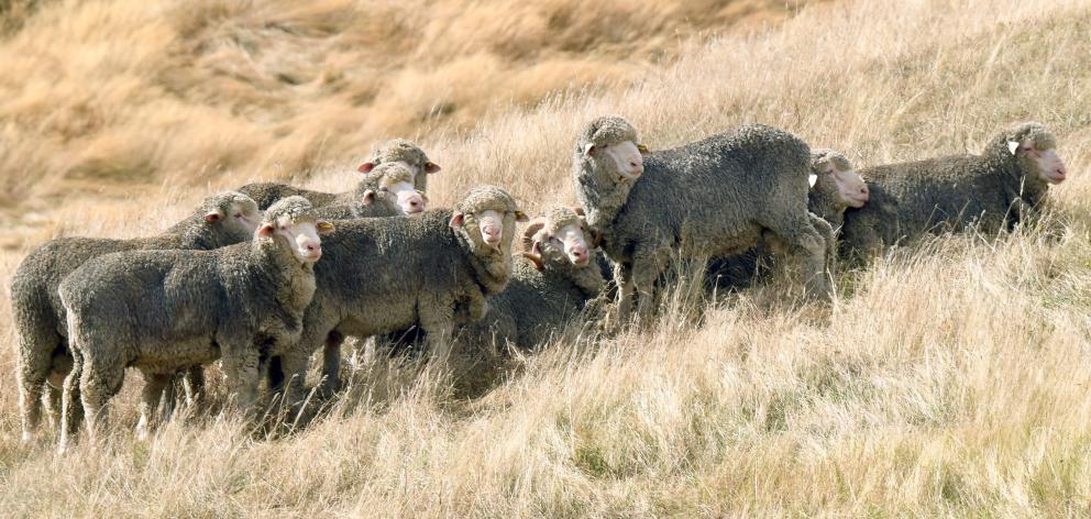 Merinos stand together on a dry Central Otago hillside. PHOTO: STEPHEN JAQUIERY