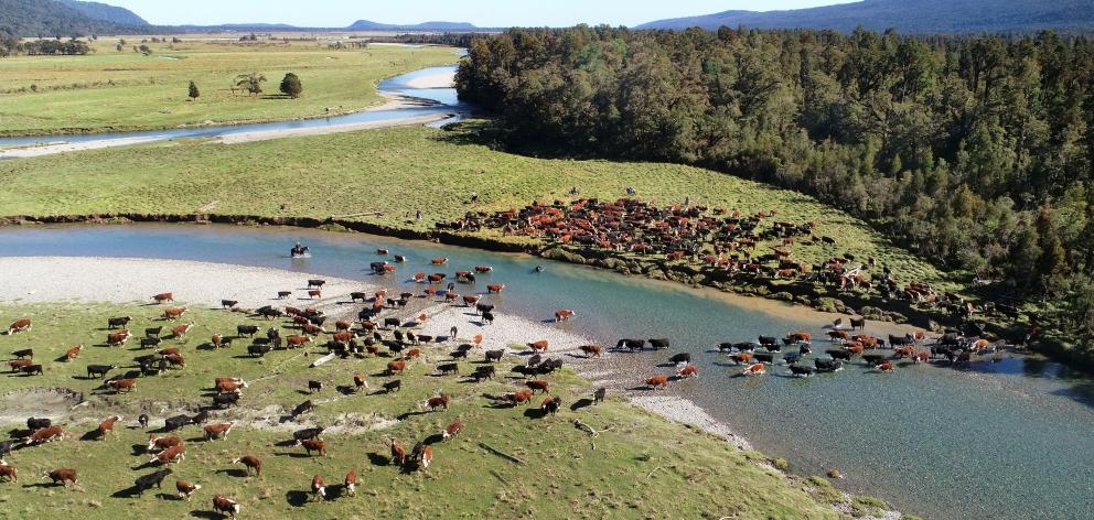 Nolan cattle cross a river in the Cascade Valley on Saturday.PHOTO: STEPHEN JAQUIERY
