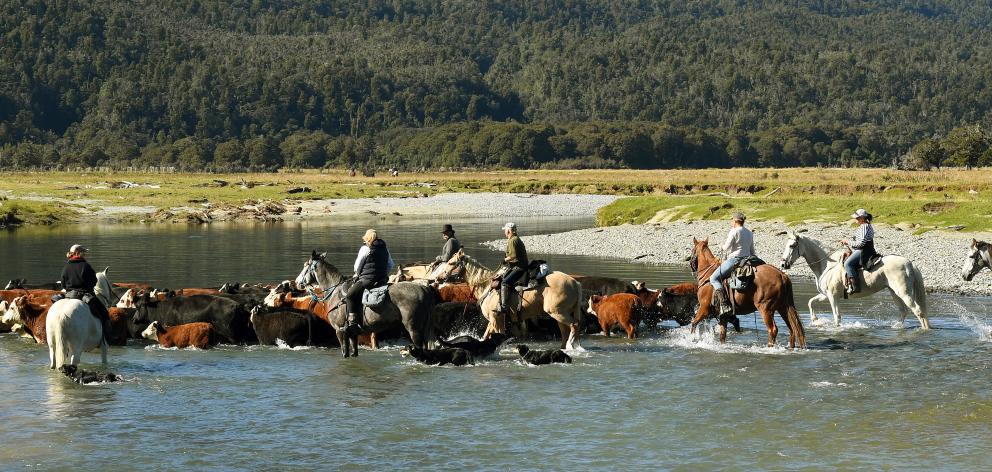 The Nolans mustering on their land. Photo: Stephen Jaquiery