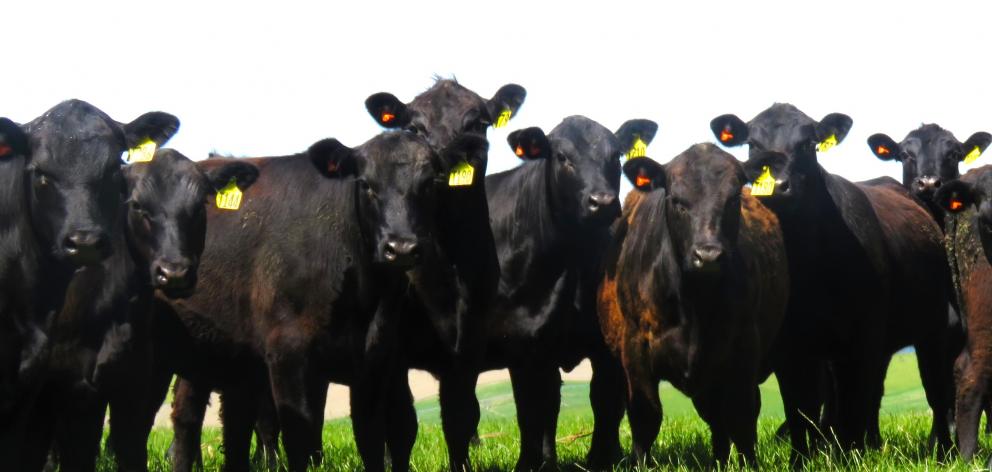 A herd of 160 Fossil Creek Angus yearling heifers display CowManager electronic tags in their...