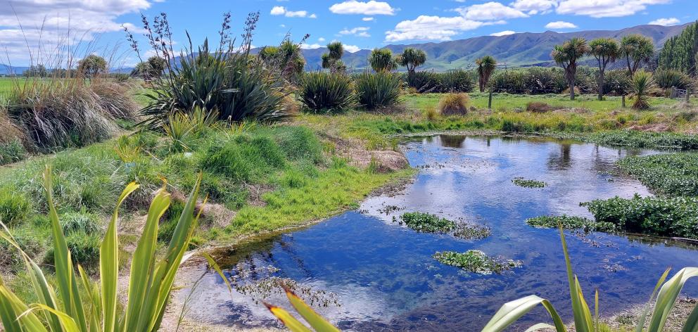A spring feeds the wetland.