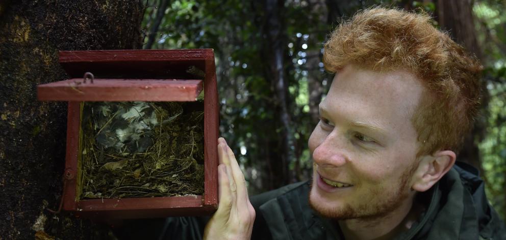 University of Otago ecology student Oscar Thomas inspects a rifleman nesting box at Ross Creek...