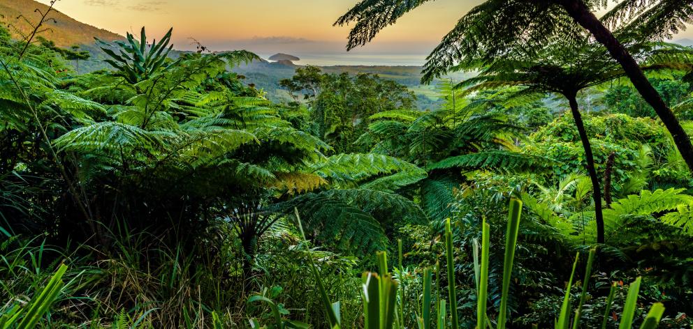 Mt Alexandra lookout at Daintree Rainforest and the Great Barrier Reef. PHOTO: GETTY IMAGES