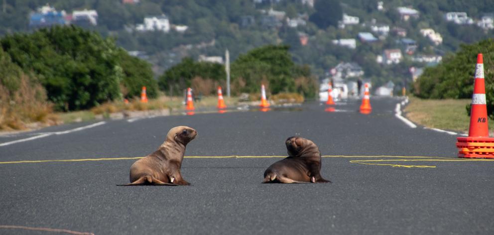 Two sea lion pups make their way across John Wilson Ocean Dr last week. PHOTO: GIVERNY FORBES