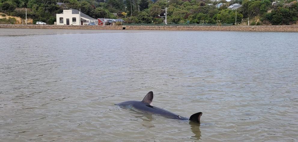 A porbeagle shark languishes in Otago Harbour. PHOTOS: JAMIE LEDBETTER