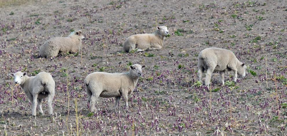 Dry weather is affecting farmers throughout Otago and crops sown for winter feed have been poor...