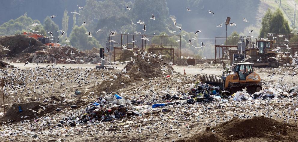 The Green Island landfill was teeming with gulls last year. PHOTO: GERARD O'BRIEN