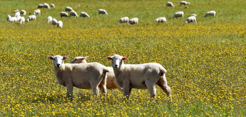 Demand for lamb and mutton is remaining weaker than expected, affecting farm profitability. PHOTO...