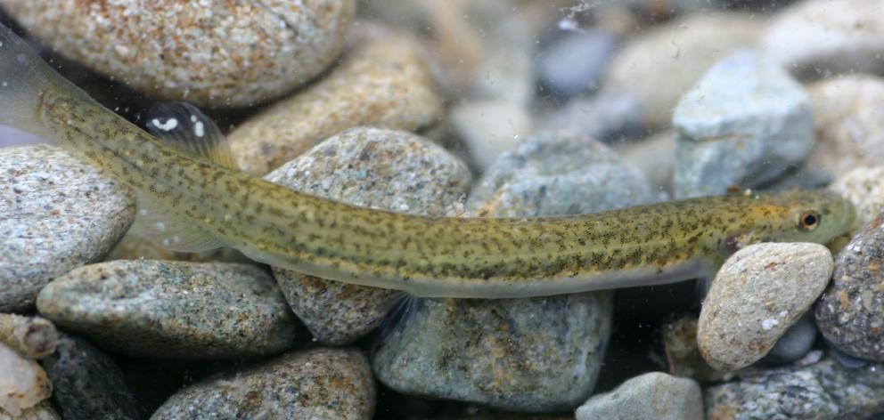 Lowland longjaw galaxias are found only in two river catchments in North Otago.