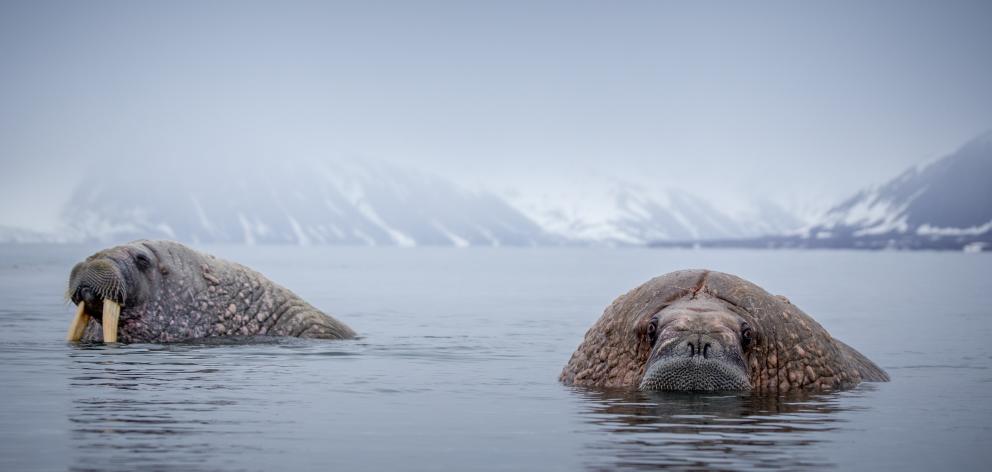 Walrus on the water’s surface in their natural arctic habitat in Svalbard, Norway. PHOTOS: GETTY...