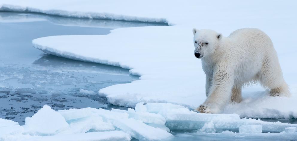 A polar bear on thin ice.