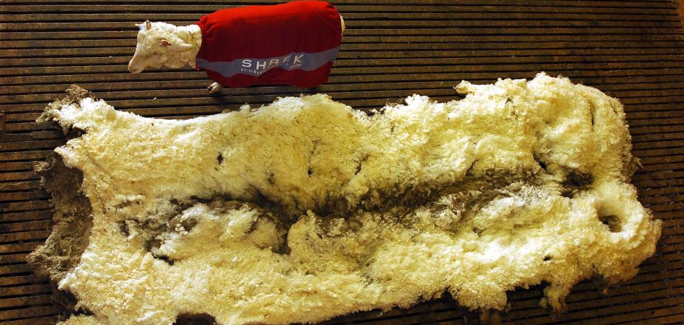 Shrek with his fleece the morning after being shorn. 