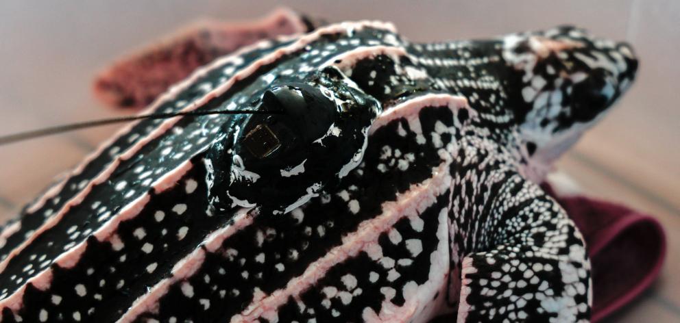 The turtles were released last month by conservationists and have satellite tags to monitor their...