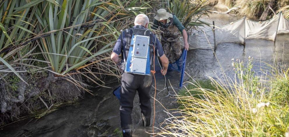 To protect the endangered mudfish habitat, about 200 trout and 24 eels were moved to another part...