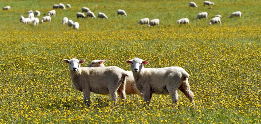Alliance Group chairman Mark Wynne says the primary industries, including the red meat sector,...
