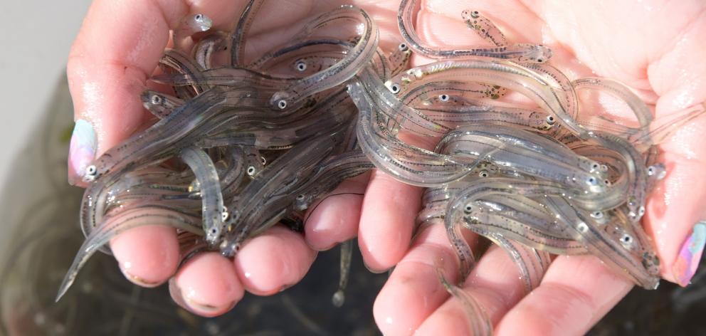 $2000 of a $44,000 whitebait-stand debt remains to be paid to the West Coast Regional Council...