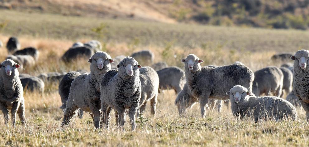 Export prices are forecast to fall for fine and medium micron wool in 2024-25 and rise for strong...