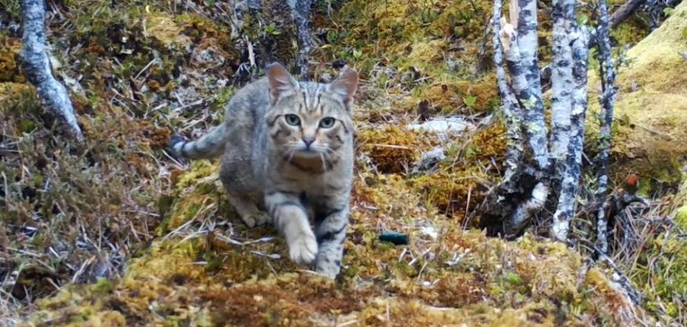 Feral cats are kea killers, particularly east of the Southern Alps divide. PHOTO: DOC