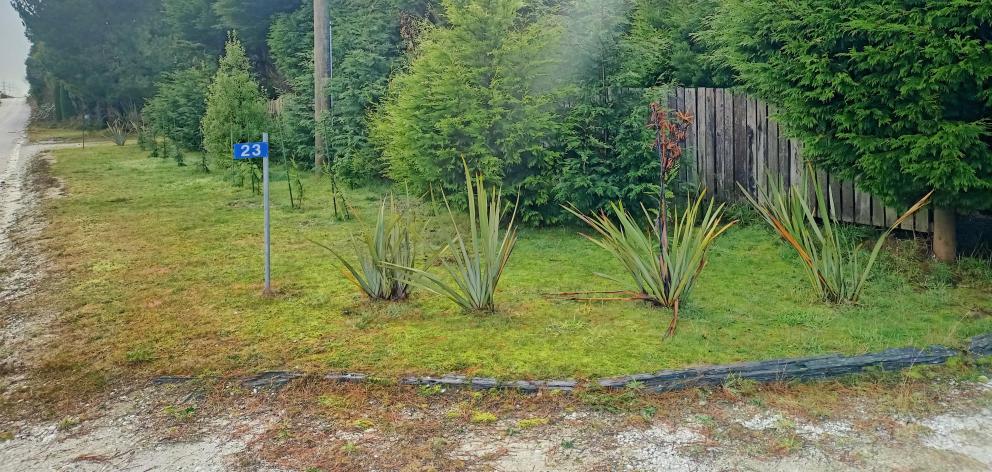 The plants the couple planted on the berm.