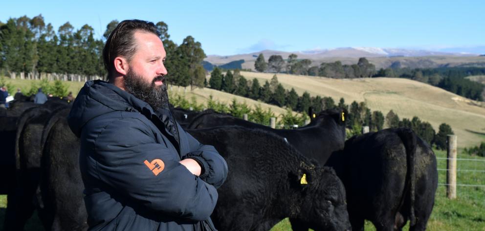 Bidr Lower South Island territory manager Sam Murphy inspects Angus bulls at a sale in North...