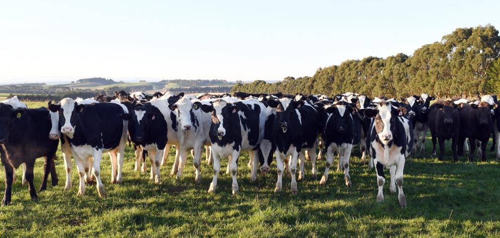 Mastitis is estimated to cost the New Zealand dairy industry about $180 million each year. PHOTO:...