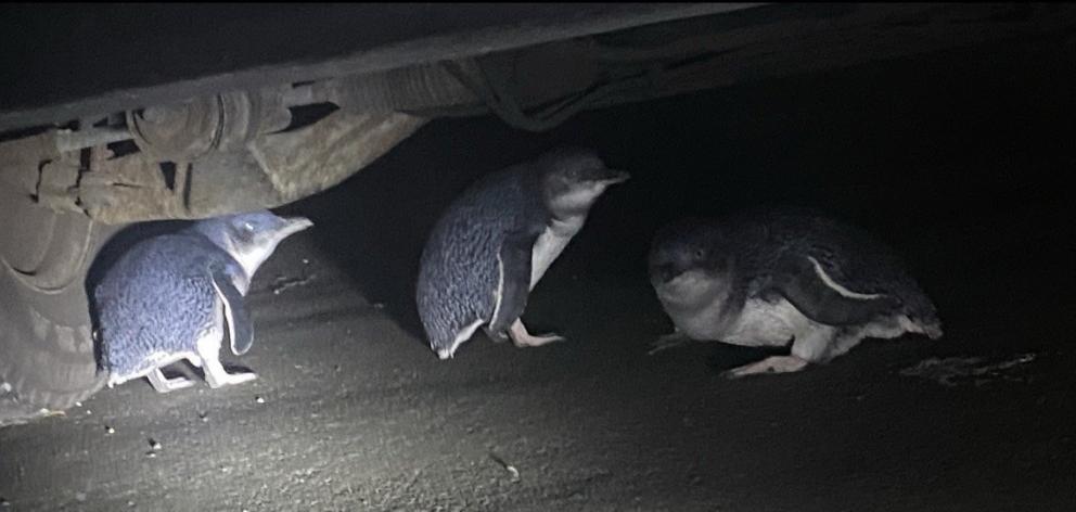 Little penguins congregate under a vehicle at Harington Point. PHOTO: SUPPLIED