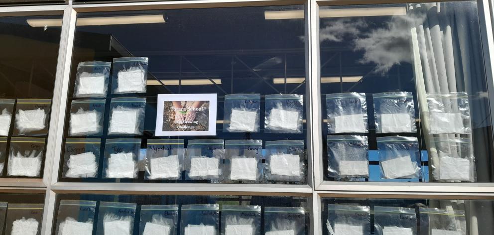 The Totara School seed growing challenge is in the ‘‘sunniest spot’’ on the school grounds. 